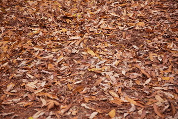 Background of colorful autumn leaves on forest floor . Abstract autumn leaves in autumn suitable as background . Autumn leaves on a meadow . Yellow leaves on the floor .