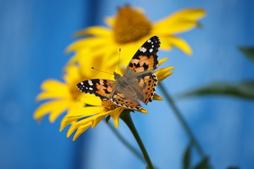 Butterfly burdock sitting on a yellow daisy flower close-up.