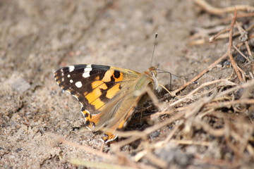 Butterfly burdock sitting on the ground close-up.