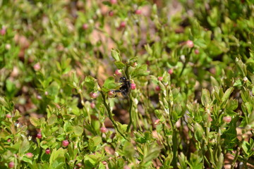 Spring the majestic Austrian Alps