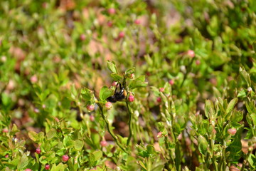 Spring the majestic Austrian Alps