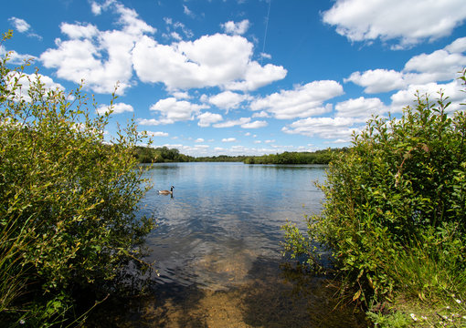 Goose on Horshoe Lake