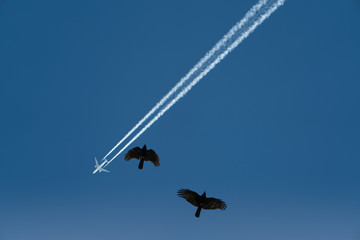 Zwei Vögel mit Flugzeug