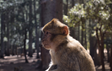 Barbary macaque in the Cèdre Gouraud Forest near Azrou.