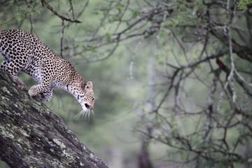 leopard in tree