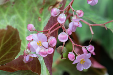 Flowering Begonia in the garden.Selective focus begonia flower.	