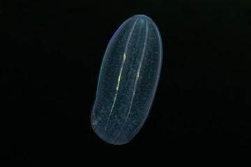 ctenophore in the white sea