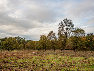 Cologne, Germany. 3 November 2019. Forest at Wahner Heide heathland near Cologne airport.
