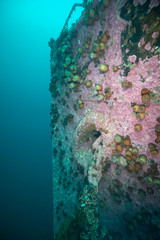 Bell Island ship wreck Newfoundland Canada