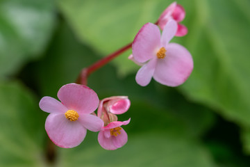 Flowering Begonia in the garden.Selective focus begonia flower.