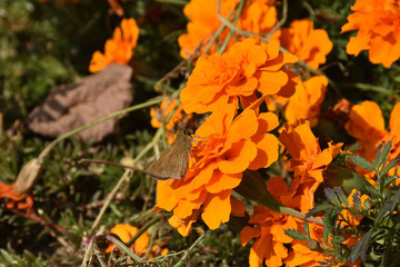 マリーゴールドとセセリチョウ