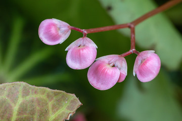 Flowering Begonia in the garden.Selective focus begonia flower.