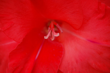 Close up photo of a red flower taking up the whole frame