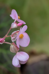 Naklejka na ściany i meble Flowering Begonia in the garden.Selective focus begonia flower.