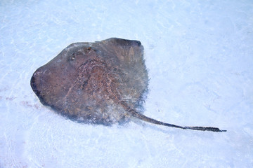 stingray in a shallow water