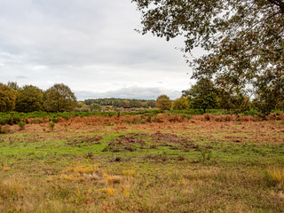 Cologne, Germany. 3 November 2019. Meadow at Wahner Heide heathland near Cologne airport.