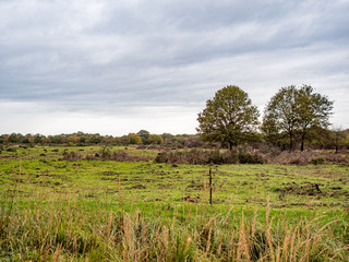 Cologne, Germany. 3 November 2019. Meadow at Wahner Heide heathland near Cologne airport.