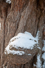 The textured bass of an old tree partly covered with snow