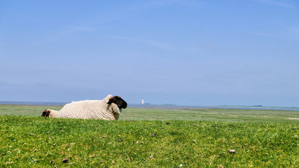 Obraz premium Sheep lie on a green meadow on the German North Sea coast with the Westerhever lighthouse in the background