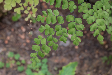 Selective focus closeup Adiantum raddianum or Delta maidenhair fern plant in nature background.