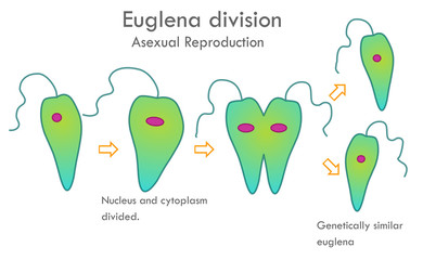 Euglena division stages. Asexual reproduction. Mitotic division. Nucleus and cytoplasm divided. Genetically similar, euglena anatomy. Biological drawing. Biology vector illustration