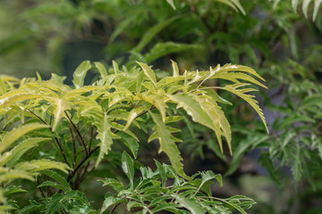 Polyscias fruticosa or Ming aralia green leave in nature.