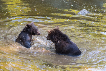 Zwei junge Bären sitzen im Wasser