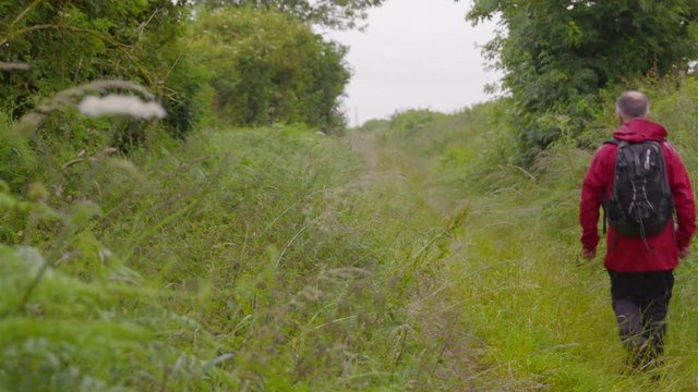 Medium daytime back-view slow panning shot of a man in a red jacket and carrying a backpack hiking through a lush green shrubby overgrowth, countryside scene, Derbyshire, UK