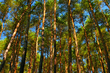 Fototapeta premium tall pine trees