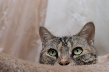 隠れて覗き見る猫アメリカンショートヘアー