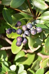 シャリンバイの実