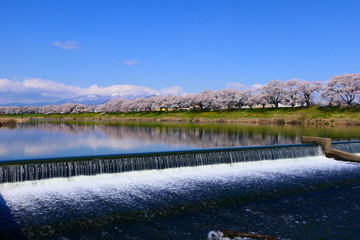 白石川一目千本桜と残雪の蔵王連峰。大河原、宮城、日本。４月中旬。