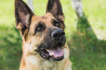 german shepherd dog