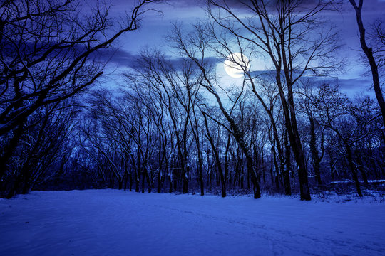 winter forest at night. trees in full moon light