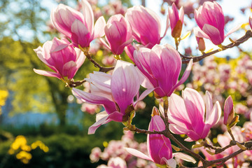 pink blossom of magnolia tree. big flowers on the twig on a sunny day. garden nature background....