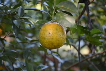 Organic orange garden