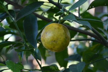 Organic orange garden