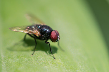 Eyes focus Close up fly in green background.Selective focus House fly on leaf.