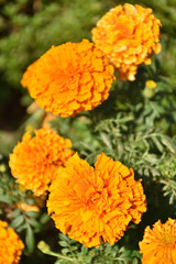 マリーゴールド