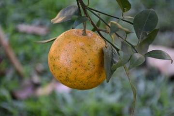 Organic orange garden
