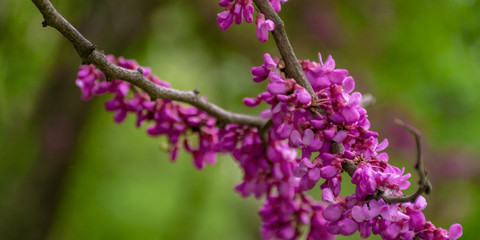 Fototapeta premium judas tree in blossom. purple flowers on the twigs. beautiful redbud background.