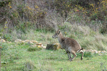 Young mountain goat running in the middle of the field