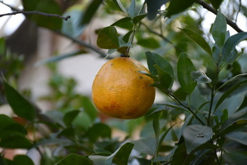 Organic orange garden