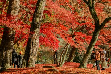 紅葉を楽しむ観光客がいる風景／Nagatoro in Saitama Japan
