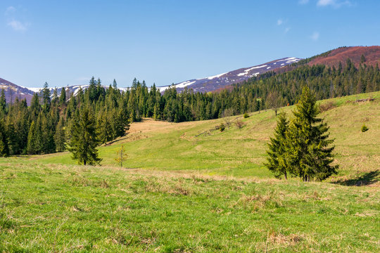 mountainous countryside in springtime. spruce trees on the grassy hills. spots of snow on the distant mountain top. sunny weather with blue cloudless sky. carpathian rural landscape