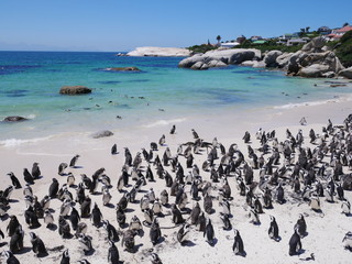 Boulder's Beach Simons Town Cap Cape Town