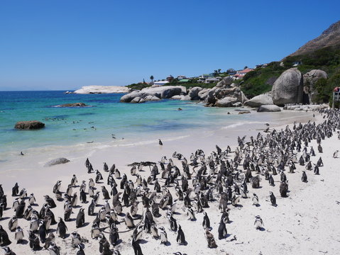 Boulder's Beach Simons Town Cap Cape Town
