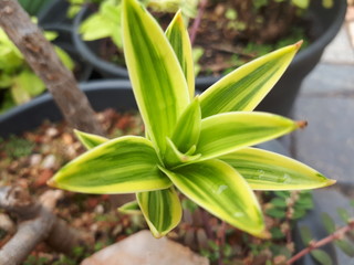 A very beautiful type of plant which is found in many places of Brazilian nature and around the world