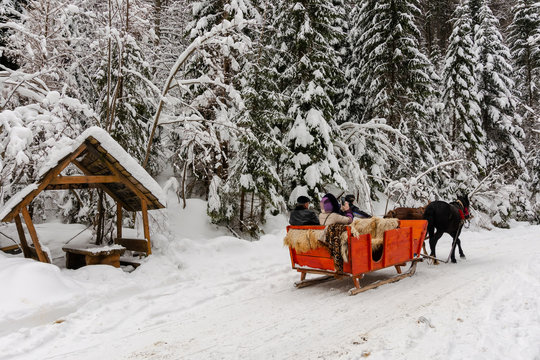 Synevyr national park, ukraine - 11 FEB 2018: winter holiday fun. riding horses in red open sleigh through forest. nature scenery with spruce trees in snow