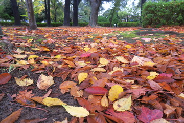 晩秋の雨上りの枯れ葉散る公園風景
